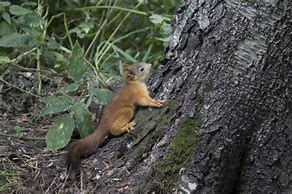 Image result for Tokayev Squirrel