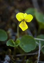 Image result for Yellow Violet Flower