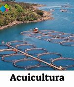 Image result for acuivultura