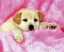 Image result for 3D Cute Dog Wallpaper