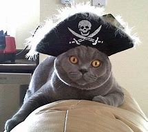 Image result for Adventurous Pirate Cat Meme