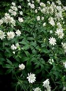 Image result for Astrantia major Shaggy