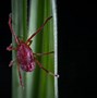 Image result for King Mites