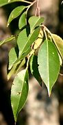 Image result for Black Cherry Tree Branch Leaves