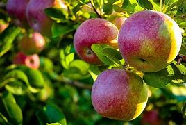 Image result for Apple Trees for Sale