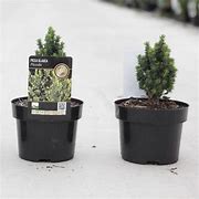 Image result for Picea abies Jalako Gold
