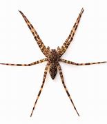Image result for Fisher Spider