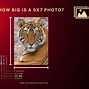 Image result for Standard Photo Sizes Chart