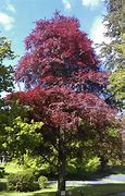 Image result for Fagus sylvatica Atropurpurea Lei, niet voorgel.