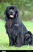 Image result for Newfoundland Dog Black and White