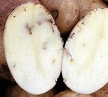 Image result for "potato-tuberworm"