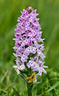 Image result for Dactylorhiza maculata