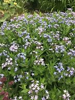 Image result for Amsonia Blue Ice