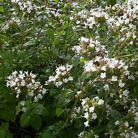 Image result for Origanum creticum