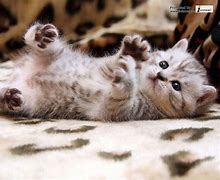 Image result for Cat Wallpaper for Xbox