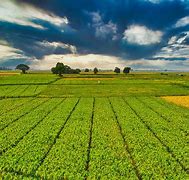 Image result for Green Agriculture