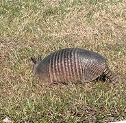 Image result for Armadillo Rooting