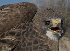Image result for Buteo swainsonii