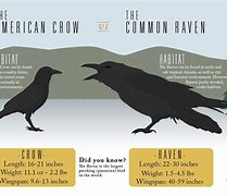 Image result for How Do You Tell the Difference Between a Raven and a Crow