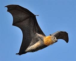 Image result for Pteropus Flying Fox