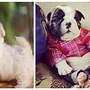 Image result for Cutest Puppies in the Whole Wide World