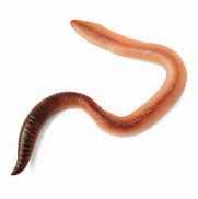 Image result for worms clip graphics transparent