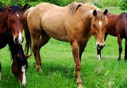 Image result for Wild Horses Running Images