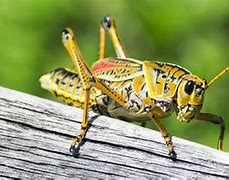 Image result for Cricket Chirp