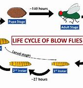 Image result for Blow fly Life Cycle