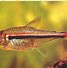 Image result for hyphessobrycon_heterorhabdus