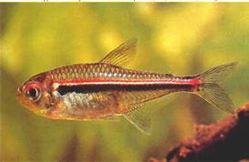 Image result for hyphessobrycon_heterorhabdus