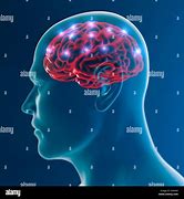 Image result for Brain Neurons Images in an Alive Human