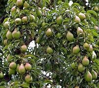 Image result for Different Types of Pear Trees