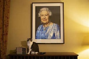 Image result for Yas Queen Cat Meme