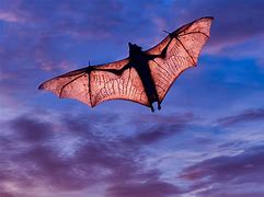 Image result for Are Bats Really Blind