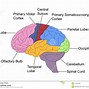 Image result for Brain with Labels