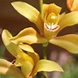 Image result for Types of Orchids Flowers