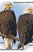 Image result for Male vs Female Eagle