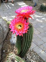 Image result for Kinds of Cactus Plants