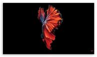 Image result for Colorful iPhone 6s Wallpaper