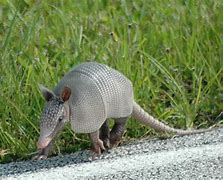 Image result for Armadillo with No Shell