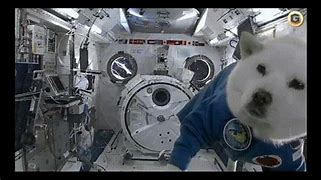 Image result for Astronaut Dog Meme