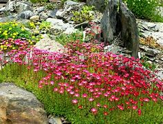 Image result for Alpine Rock Garden Plants