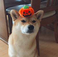 Image result for Halloween Doggo