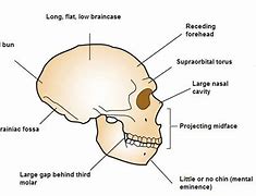 Image result for Neanderthal Human Skull