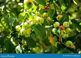 Image result for Small Apple Hanging From Tree