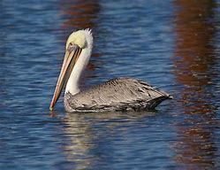 Image result for What Colors Are Pelicans