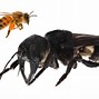 Image result for Biggest Bee in History