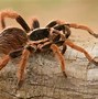 Image result for world s largest huntsman spiders