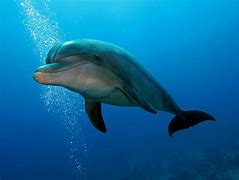 Image result for Dolphin Dive